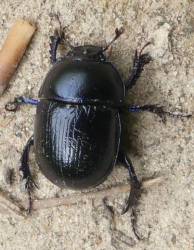 Anoplotrupes stercorosus